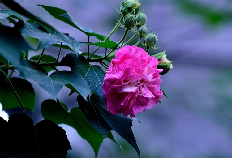 红妆素裹，明眸芳心——水中芙蓉花美丽的花朵和变幻多姿的花语