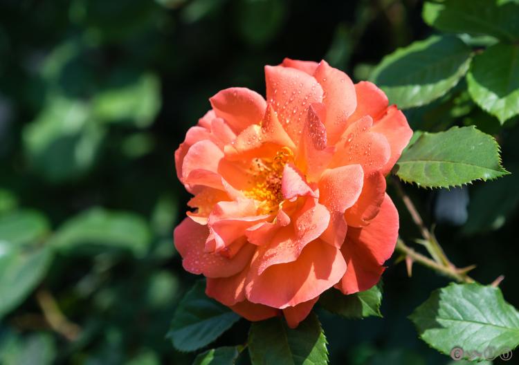 从萌芽到花开：完美栽种月季花的技巧分享