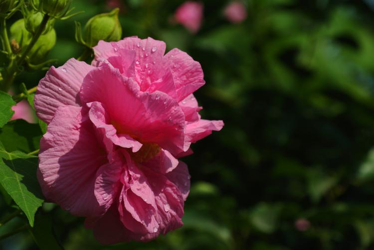 【芙蓉花开花时间】春夏季节盛开的芙蓉花你了解吗？