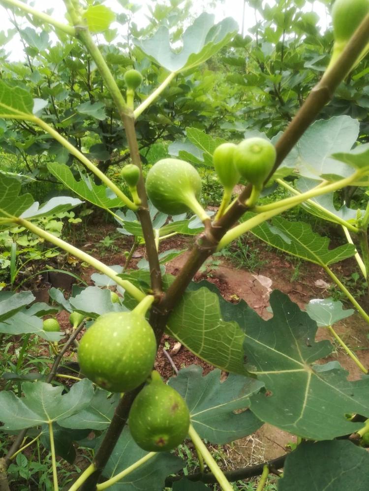 吃无花果的好处及其食用方法