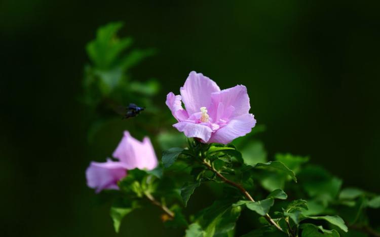 杜英莲：了解这种迷人的花卉