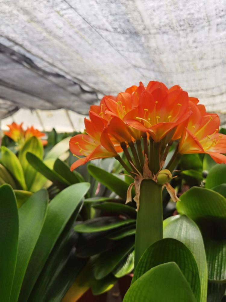 【君子兰开花全攻略】针对不同季节开花的技巧