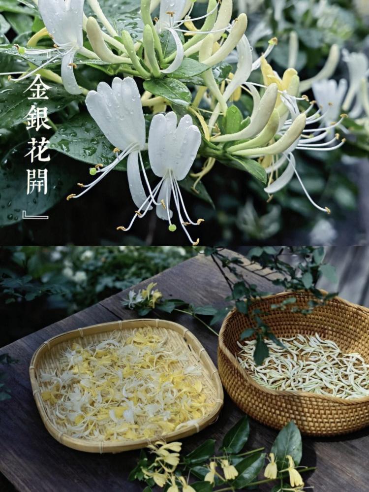 金银花种植前的六个准备工作，有这些技巧你也能轻松种植！