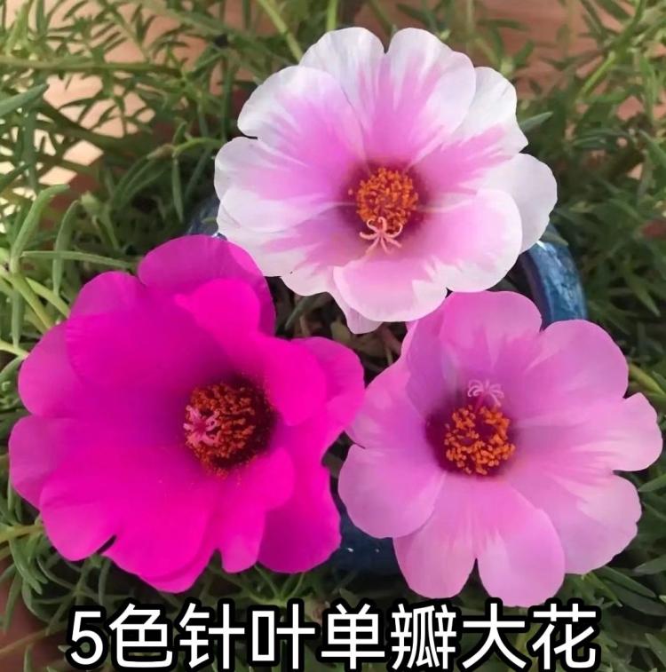 【太阳花种植】必读四大养护禁忌，让太阳花长成你想要的模样