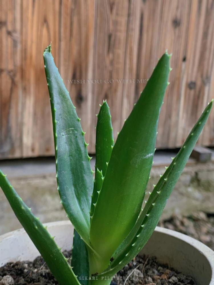 健康饮食的新选择：介绍六种可以食用的芦荟品种