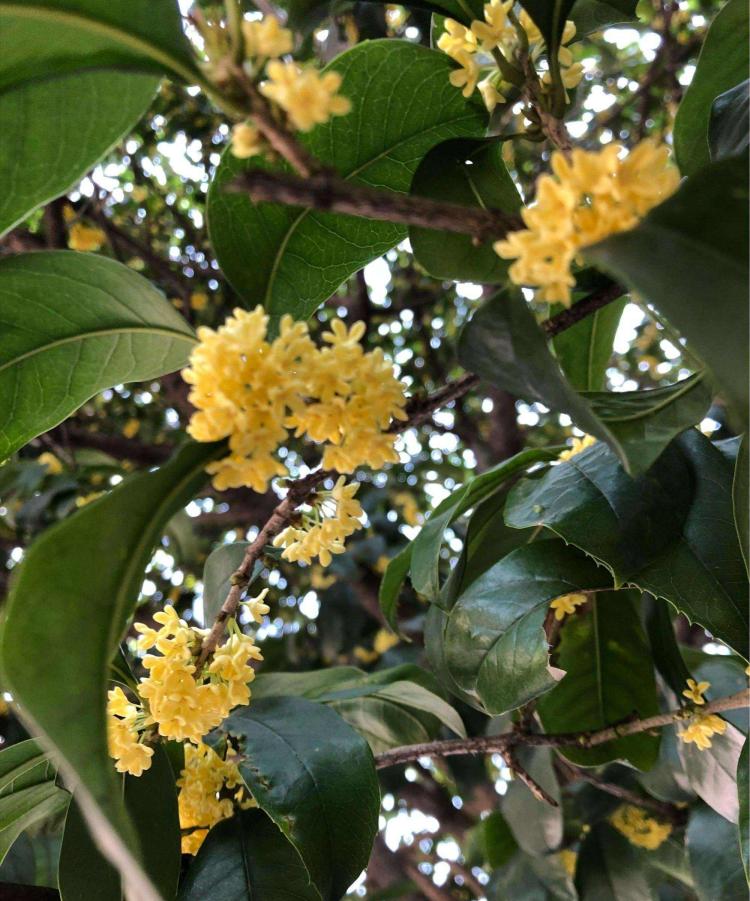 高质量桂花树苗种植技术探索