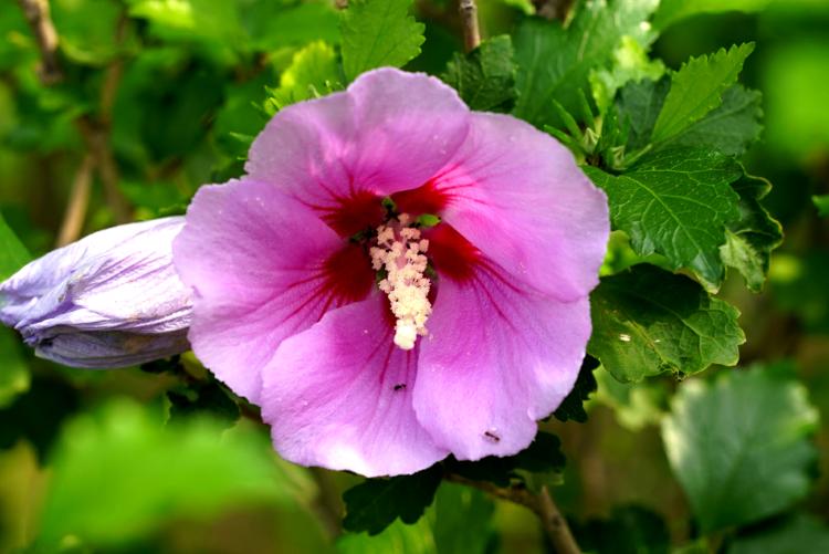 【芙蓉花的花期】以亭林荟萃为名，芙蓉花的花期弥漫着浓浓的文化气息