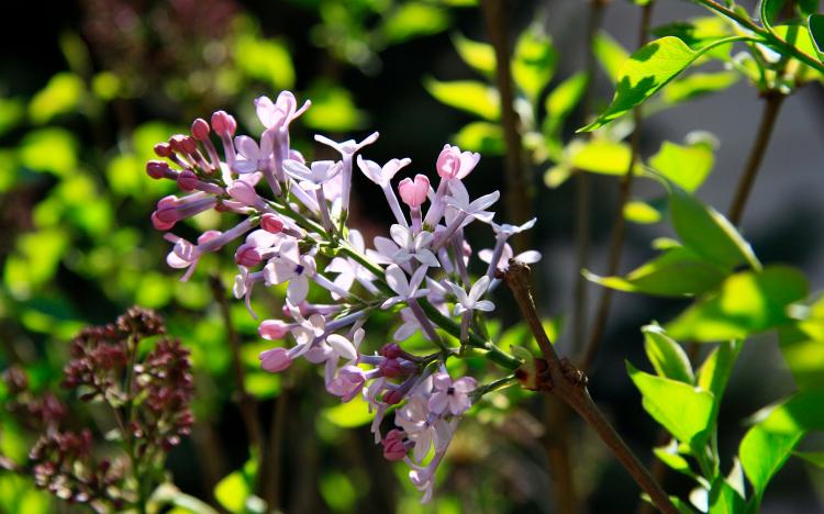 丁香花的含义：深入探究花语背后的作用