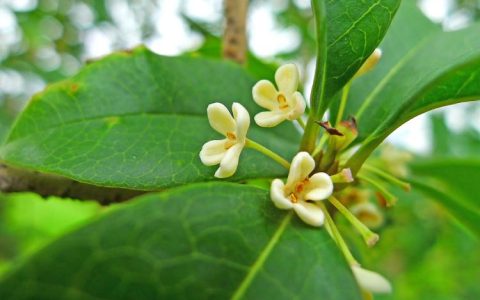 从管理水平就开始提高桂花树苗品质