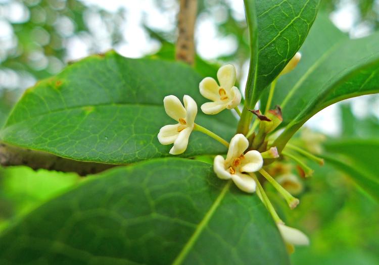 从管理水平就开始提高桂花树苗品质