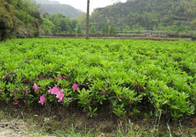 探秘多彩毛鹃花，品种精选限推荐