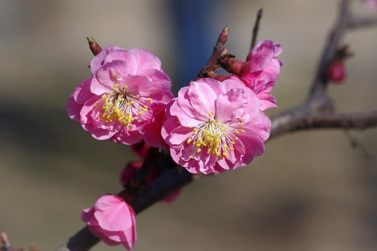 寒冬里孤芳自赏的梅花，蕴含了哪些寓意和象征？