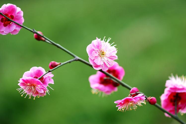 走近梅花易数：古老智慧指引现代人生