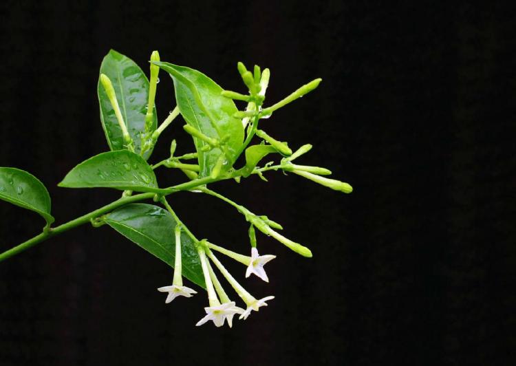 美丽的夜来香花：欣赏这个“香气四溢”的美丽花卉。