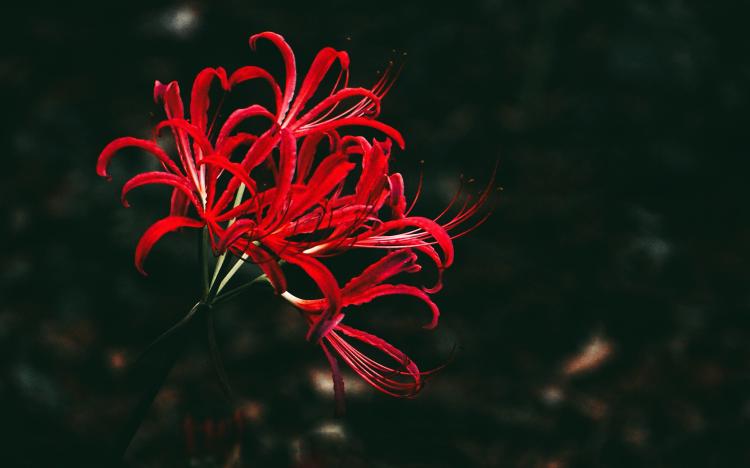 现实版本的菩提树下的彼岸花——石蒜