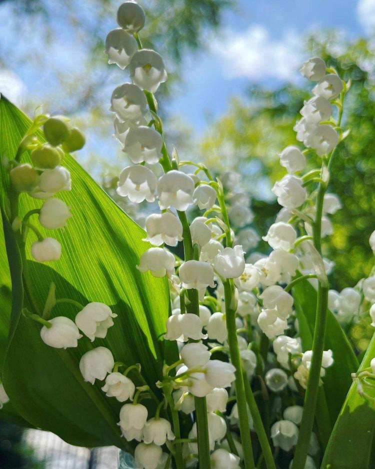 铃兰花语：这种花在人们心目中的地位是怎样的？