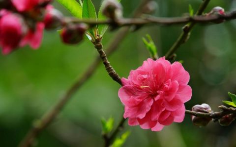 初探桃花债的由来与传说