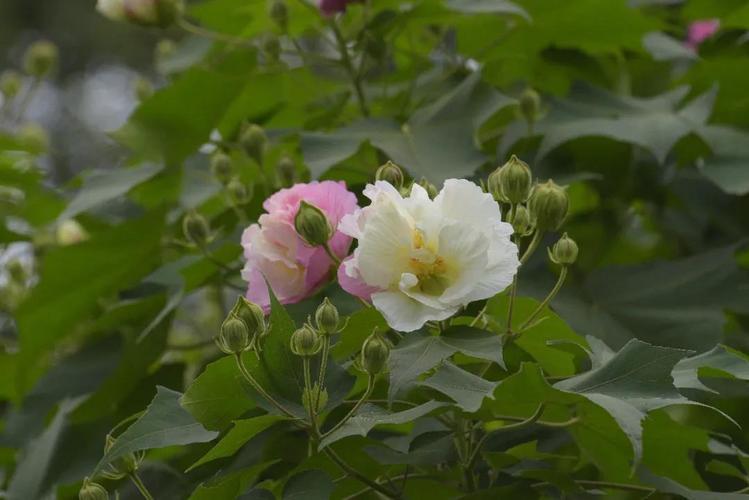 水上明珠，花中仙女——水中芙蓉花的代表意义和花卉组合技巧