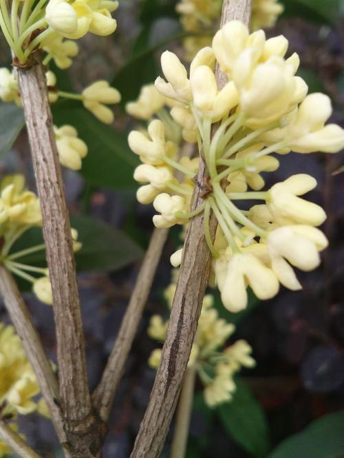 桂花树的栽培技巧与变异管理——桂花树种植须知