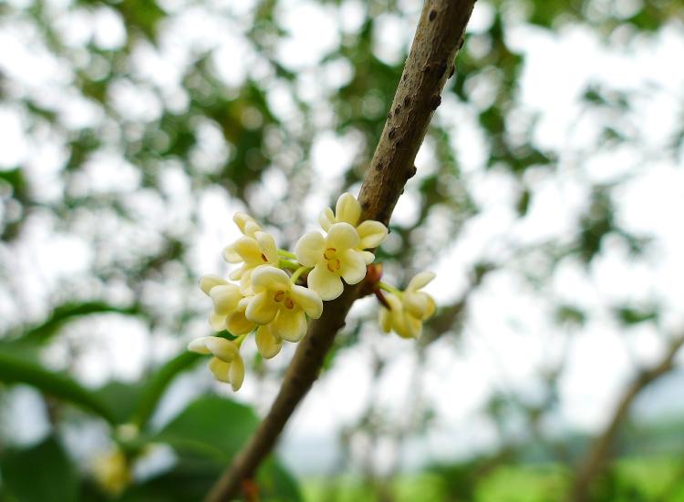 日香桂花作为绿化植物的优缺点，你真的了解吗？