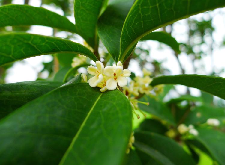 如何让桂花树生长更健康？——桂花树种植细节注意事项