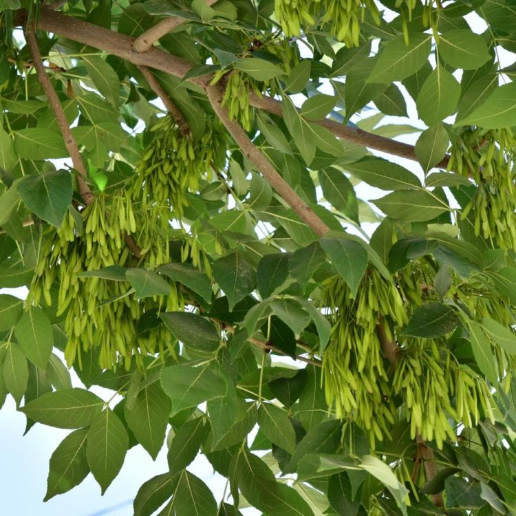 细节决定成败，节白蜡树盆景如何应对各种养护问题