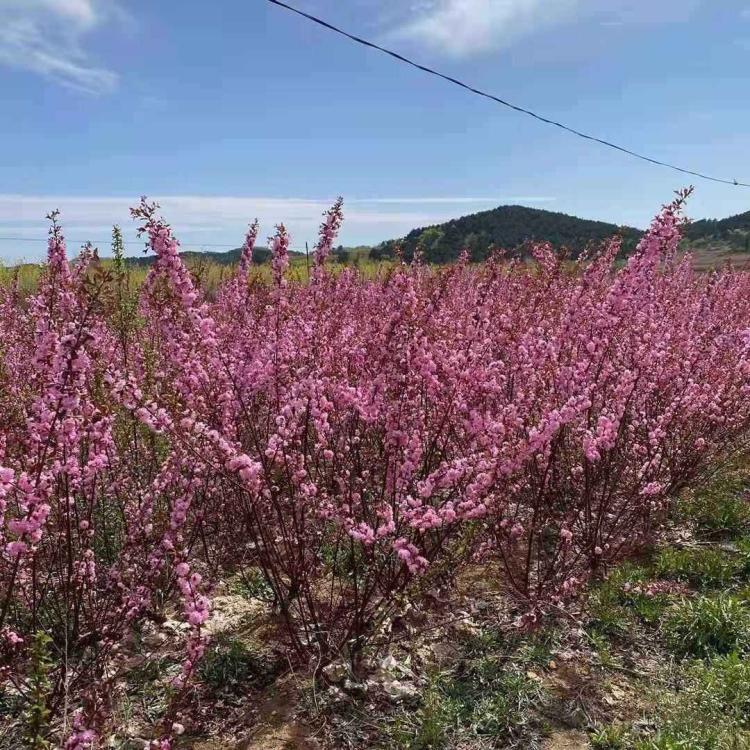 进入榆叶梅球苗圃，感受自然带来的美丽和宁静