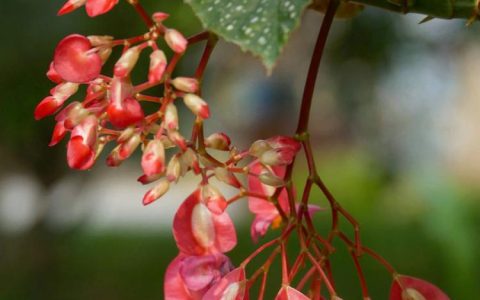 竹节秋海棠适合在哪些季节种植？如何调节养殖管理？