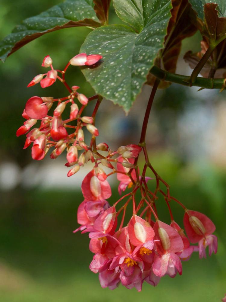 竹节秋海棠适合在哪些季节种植？如何调节养殖管理？