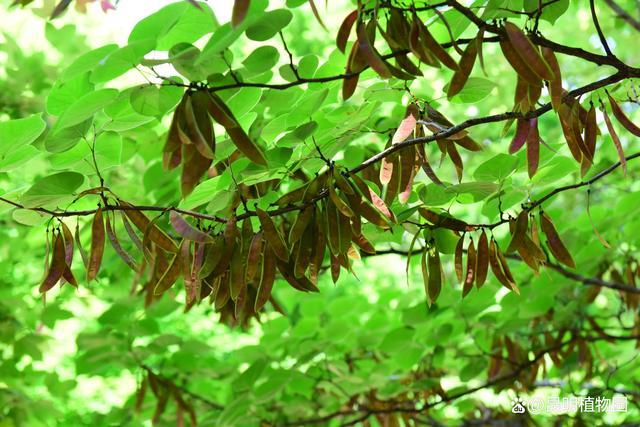 加拿大紫荆：从历史、传说和文学中探究