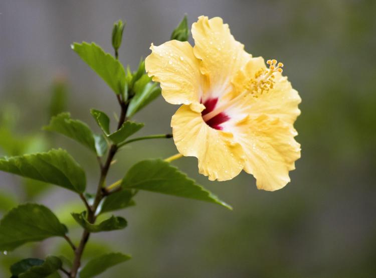 满池荷叶空——如何正确选择和种植水中芙蓉花