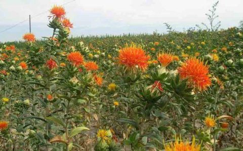 【朱顶红花苞】季节考察，观察它的成长历程