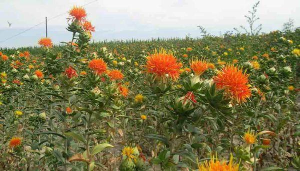 【朱顶红花苞】季节考察，观察它的成长历程