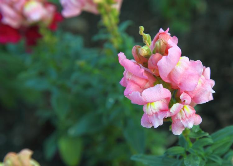 姬金鱼草的花语，是这花海中最动人的音符