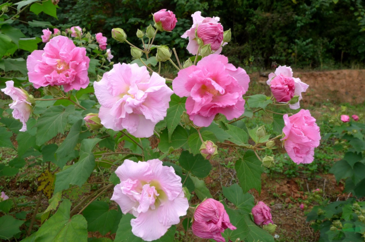 芙蓉花盆栽养殖指南，盆栽芙蓉花怎么养最佳实践分享