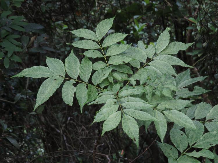 知识点详解：节白蜡树盆景如何日常养护