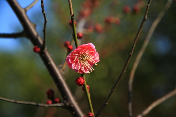 驭命大师教你如何掌握梅花易数