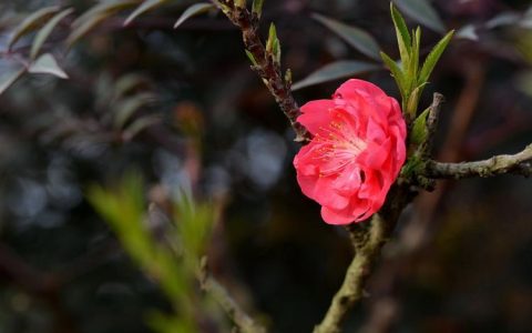 碧桃花的品种介绍和栽培方法详解