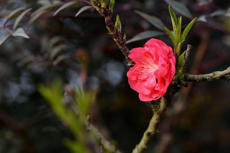 碧桃花的品种介绍和栽培方法详解