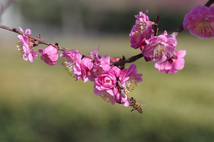 从鬼丈夫的角度看梅花三弄：一个深刻的思考