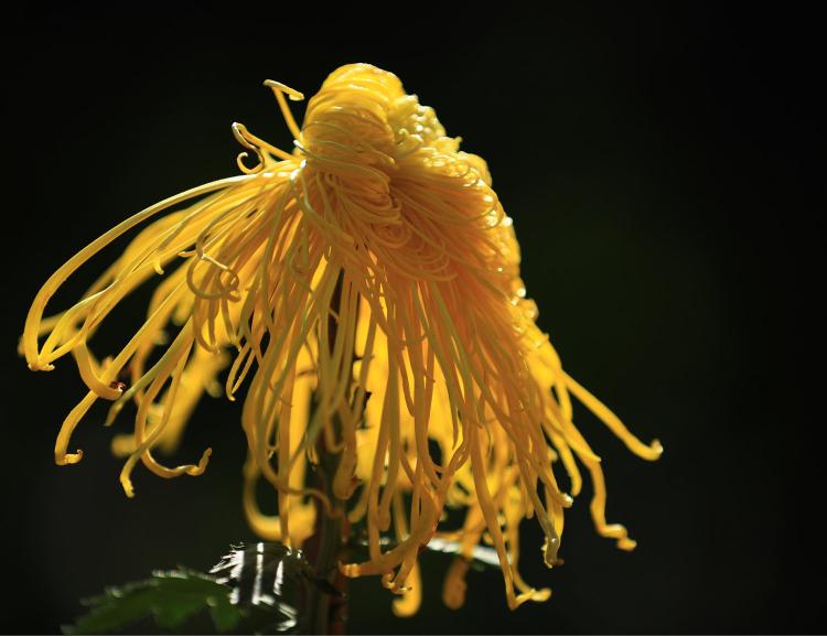 【雏菊花语】如何通过花语来传达情感？