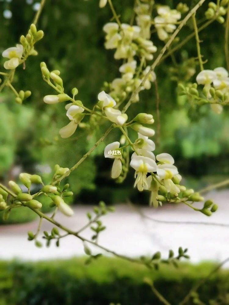 槐花的花语及其象征意义，让你了解它更多