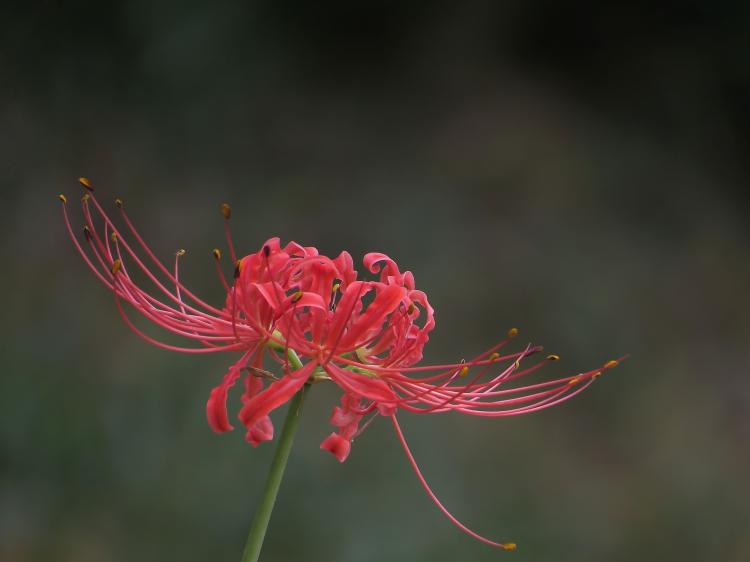 彼岸花开在哪个季节？如何正确修剪？