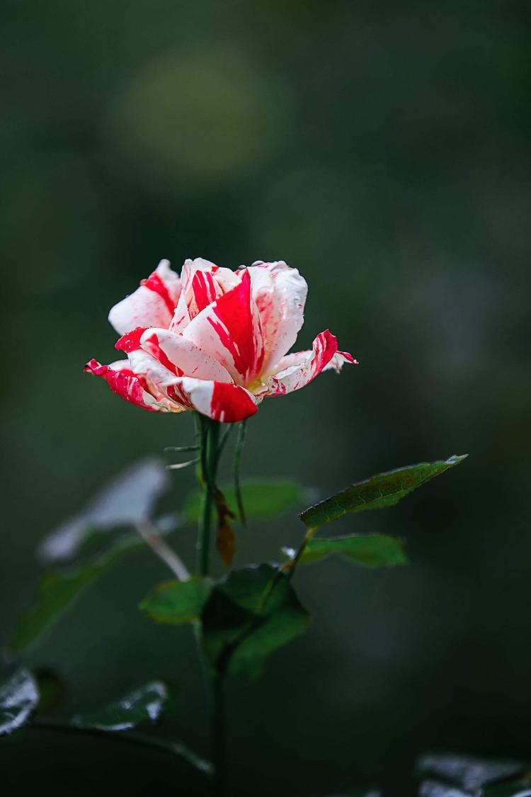 月季树桩种植技巧与养护方法，打造属于你的花园