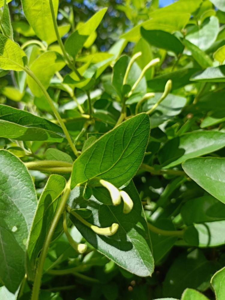 金银花盆景的多种造型和装饰应用