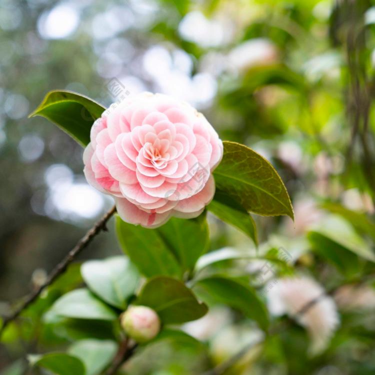 重读茶花女，从中深度解读大仲马这位伟大的作家！