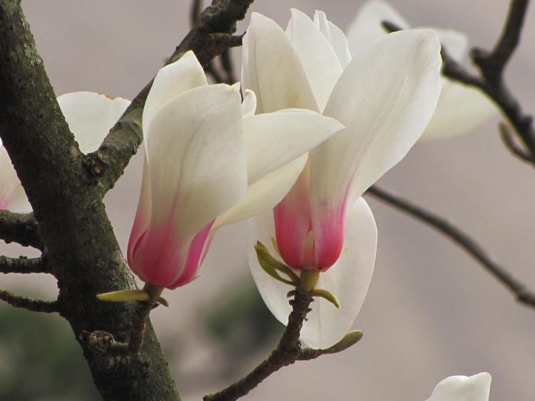 木兰花的花语和象征：高傲自信、勇往直前