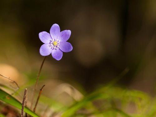 紫罗兰花传递的意义：遵从内心、掌握未来、巩固人际关系