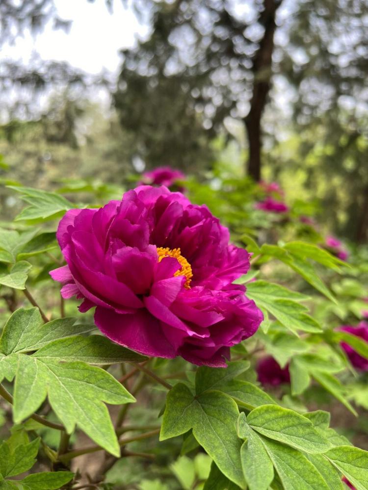 牡丹花几点开花？小练笔教你如何科学养护