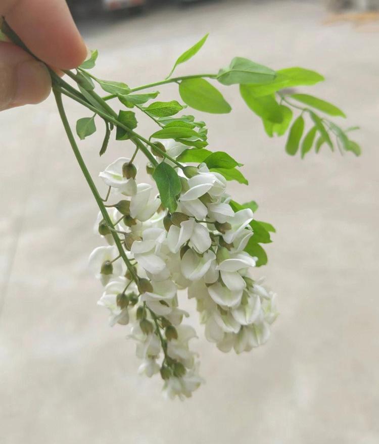 槐花是应季食材，这个季节就应该尝尝